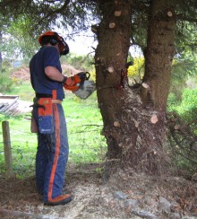 Tree cutting work